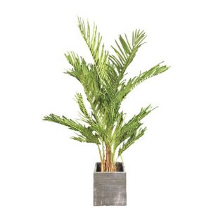 Seidenpflanz Palme inkl. Topf Anthrazit